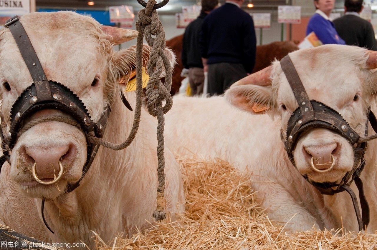 小牛肉產業鏈 從牧場到餐桌的全景解析